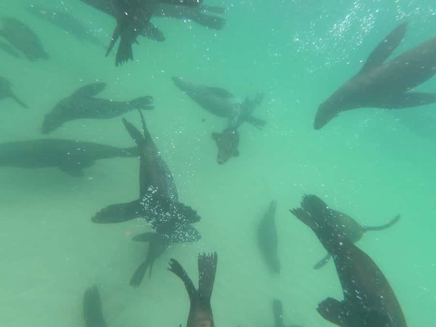 Plettenberg Bay: Seal Swimming Experience - What the guides add to the experience
