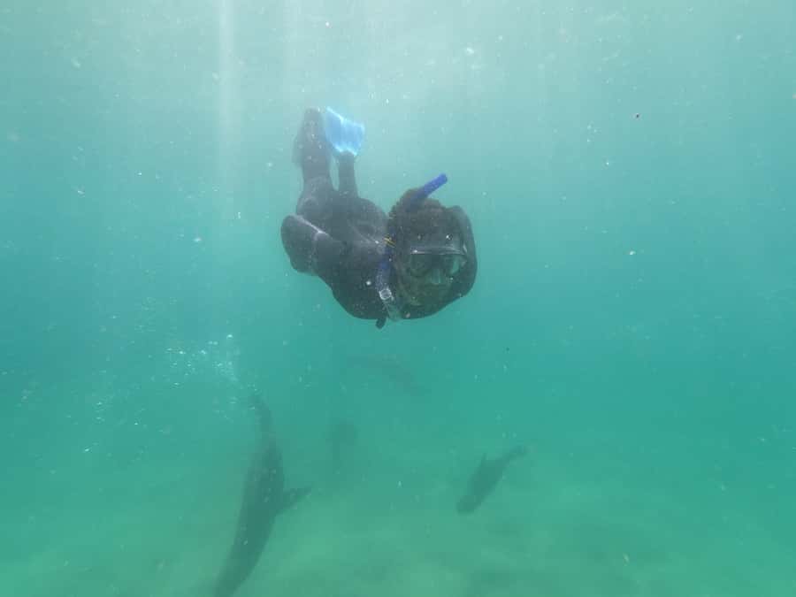 Plettenberg Bay: Seal Swimming Experience - Who will enjoy this most
