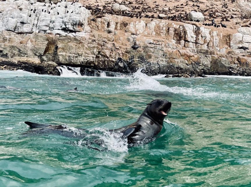 Plettenberg Bay: Seal Viewing Boat Trip - Setting out from Beacon Island Hotel
