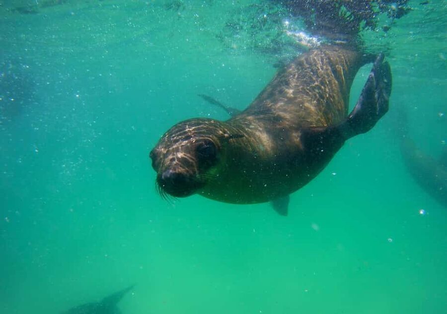 Plettenberg Bay: Seal Viewing Boat Trip - Meeting the Cape fur seals