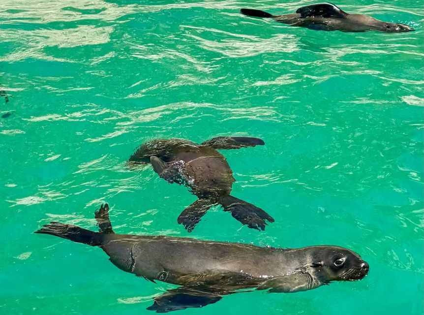 Plettenberg Bay: Seal Viewing Boat Trip - Watching birds and searching for larger animals