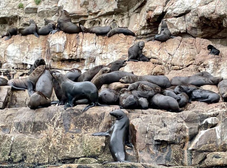Plettenberg Bay: Seal Viewing Boat Trip - Practical details before you go