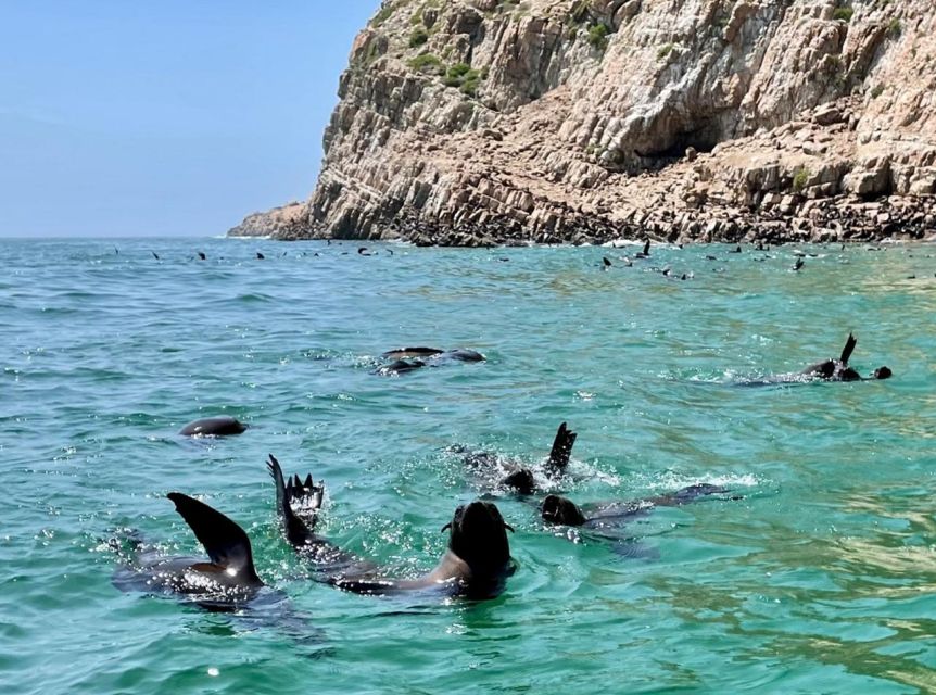 Plettenberg Bay: Seal Viewing Boat Trip - How this compares with a snorkeling outing