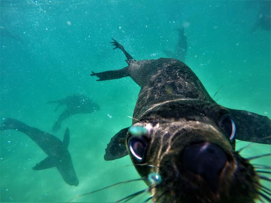 Plettenberg Bay: Swim with Seals - Who should book this seal swim?