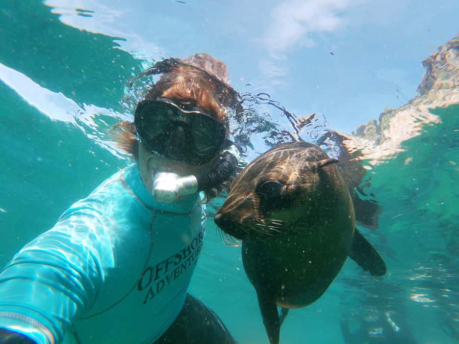 Plettenberg Bay: Swim with Seals - Meeting the seals at Robberg Marine Protected Area