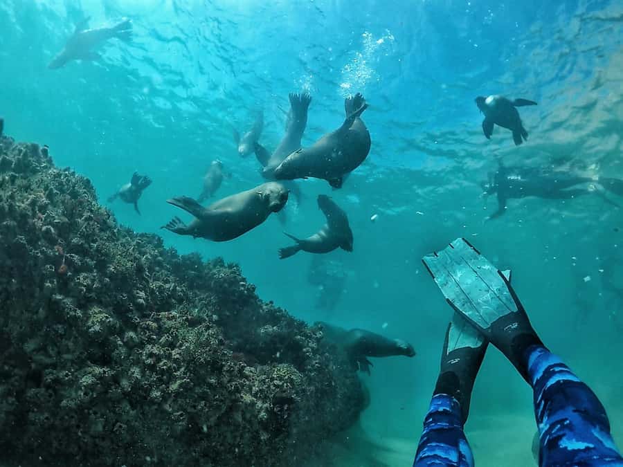 Plettenberg Bay: Swim with Seals - Why the boat ride is part of the experience