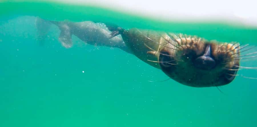 Plettenberg Bay: Swim with Seals - The guide makes the biggest difference