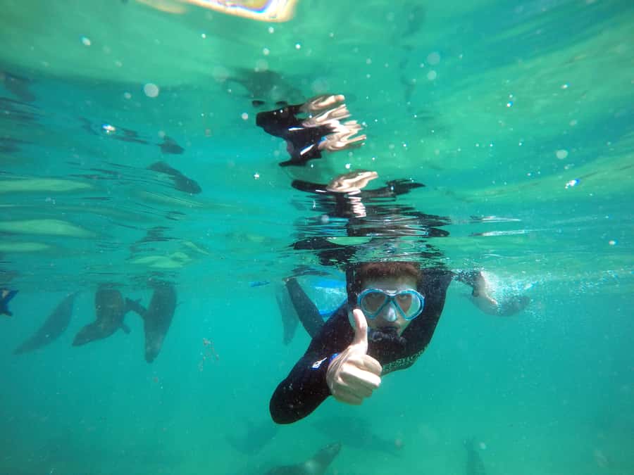 Plettenberg Bay: Swim with Seals - Photos are included, which improves the value