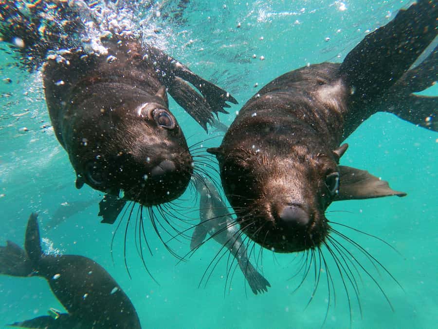 Plettenberg Bay: Swim with Seals - Is $61 good value?