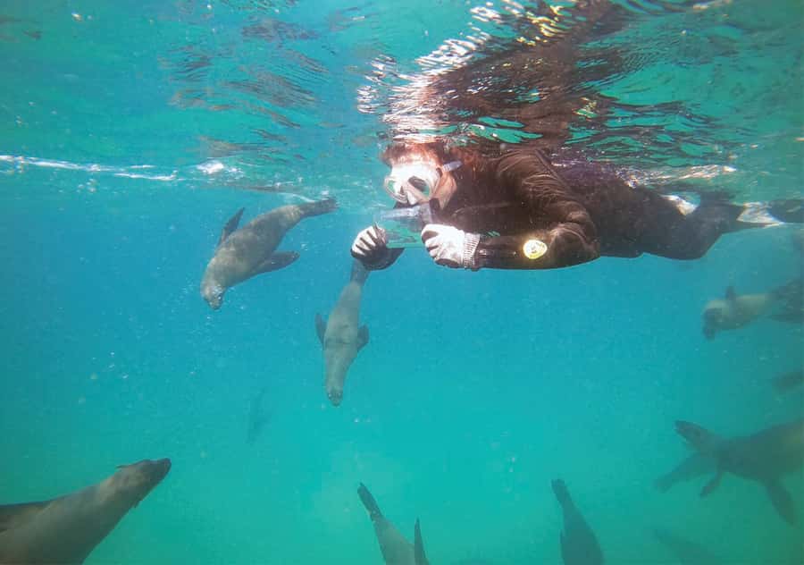 Plettenberg Bay: Swim with the Seals - Meeting the seals near Robberg Nature Reserve
