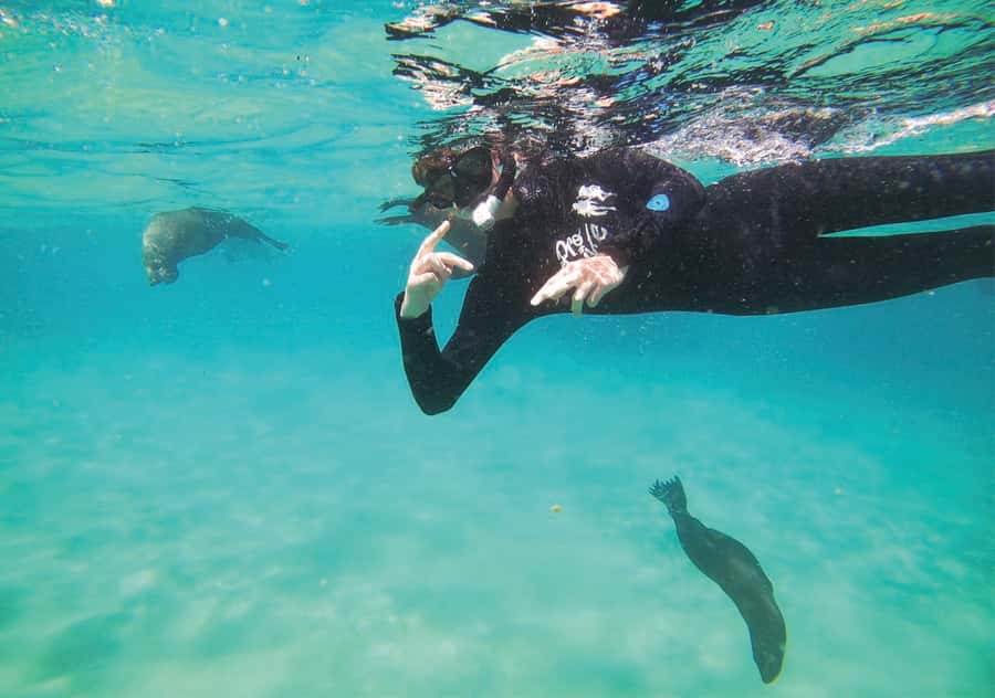 Plettenberg Bay: Swim with the Seals - Thirty minutes in the water with Cape Fur Seals