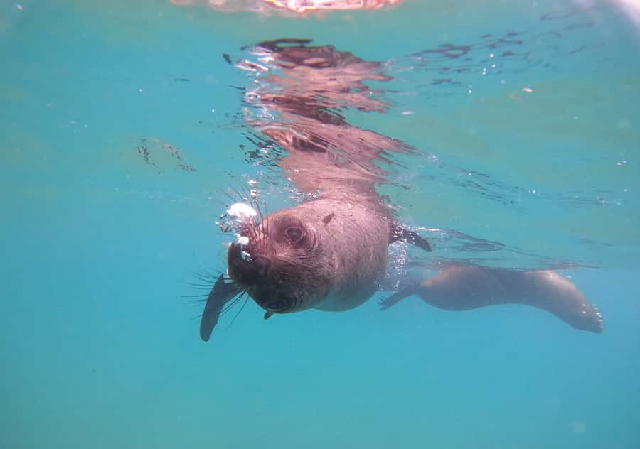 Plettenberg Bay: Swim with the Seals - What the $61 price really gets you