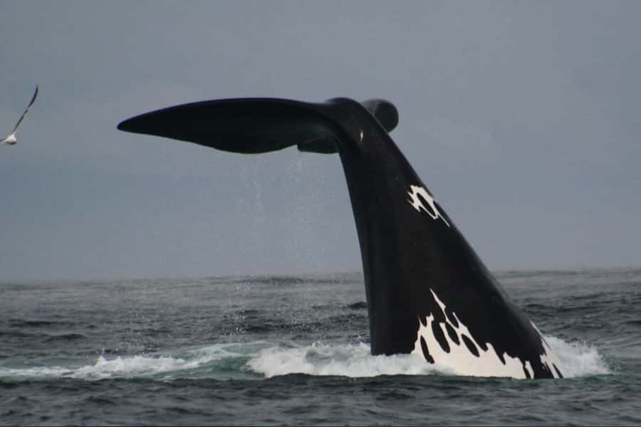 Plettenberg Bay: Whale Watching Boat Cruise - Whales are the headline, but dolphins may steal the show