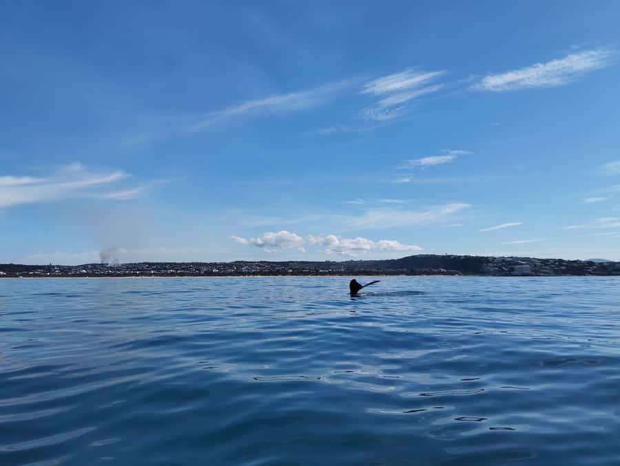 Plettenberg Bay: Whale Watching Boat Cruise - June to November gives you the best whale odds