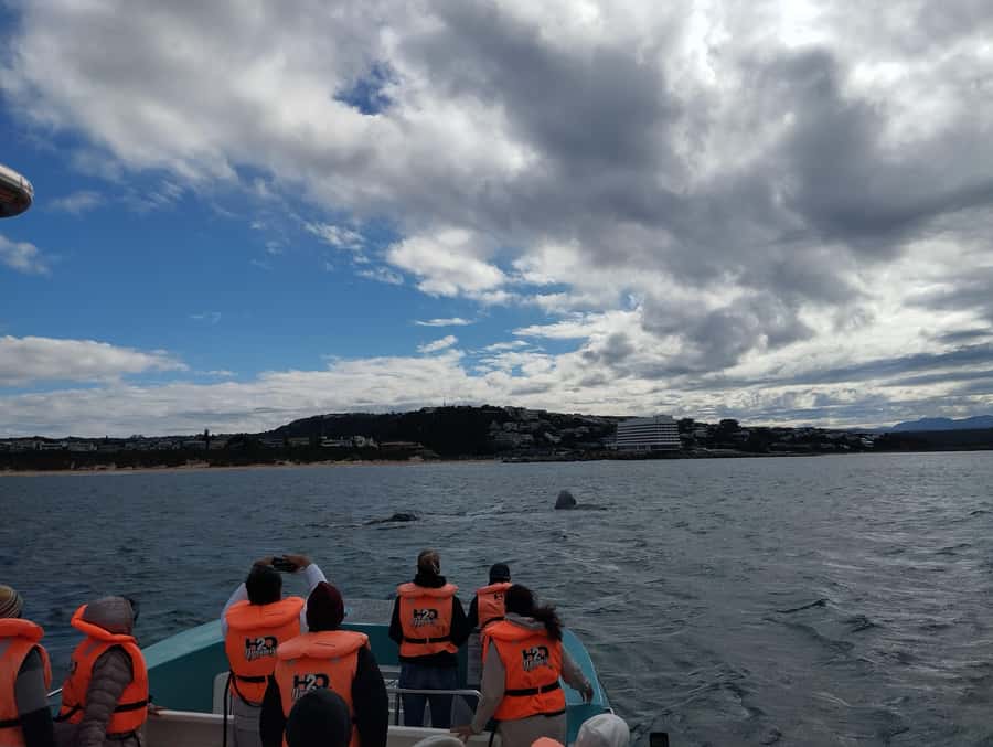 Plettenberg Bay: Whale Watching Boat Cruise - Final call: book it for the full ocean experience