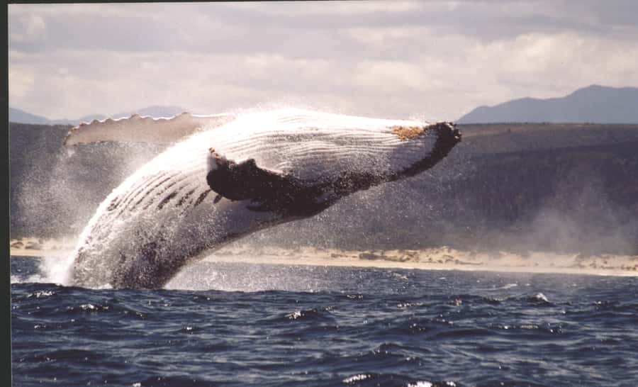 Plettenberg Bay: Whale-Watching Cruise - Key points to know before you book
