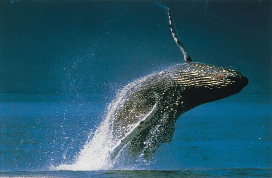 Plettenberg Bay: Whale-Watching Cruise - What the Plettenberg Bay whale cruise is really like