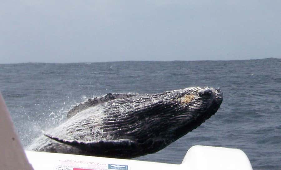 Plettenberg Bay: Whale-Watching Cruise - The surf launch is part of the main event