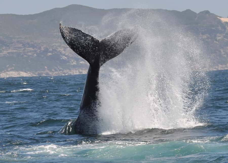 Plettenberg Bay: Whale-Watching Cruise - Watching whales without a guarantee