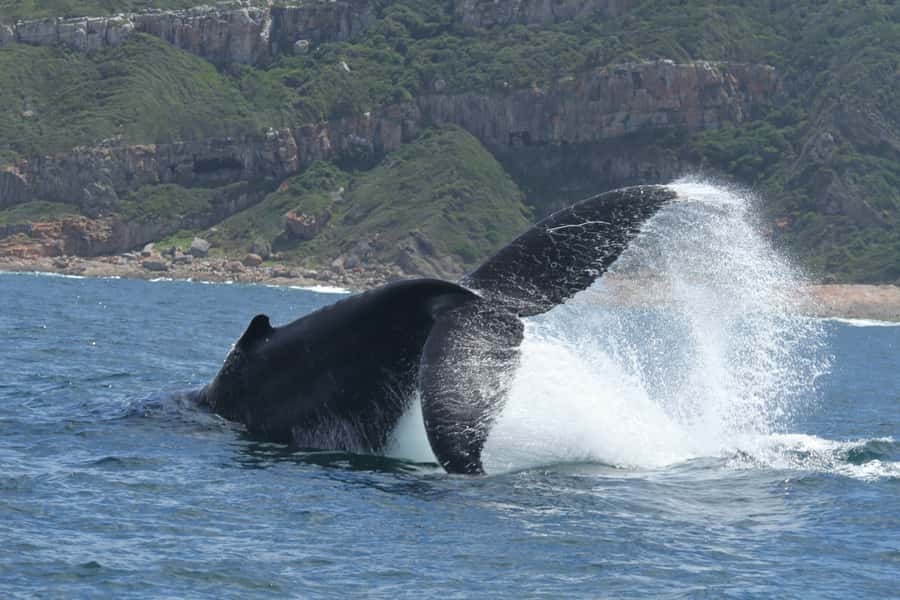Plettenberg Bay: Whale-Watching Cruise - Seals, dolphins, and the Robberg Peninsula