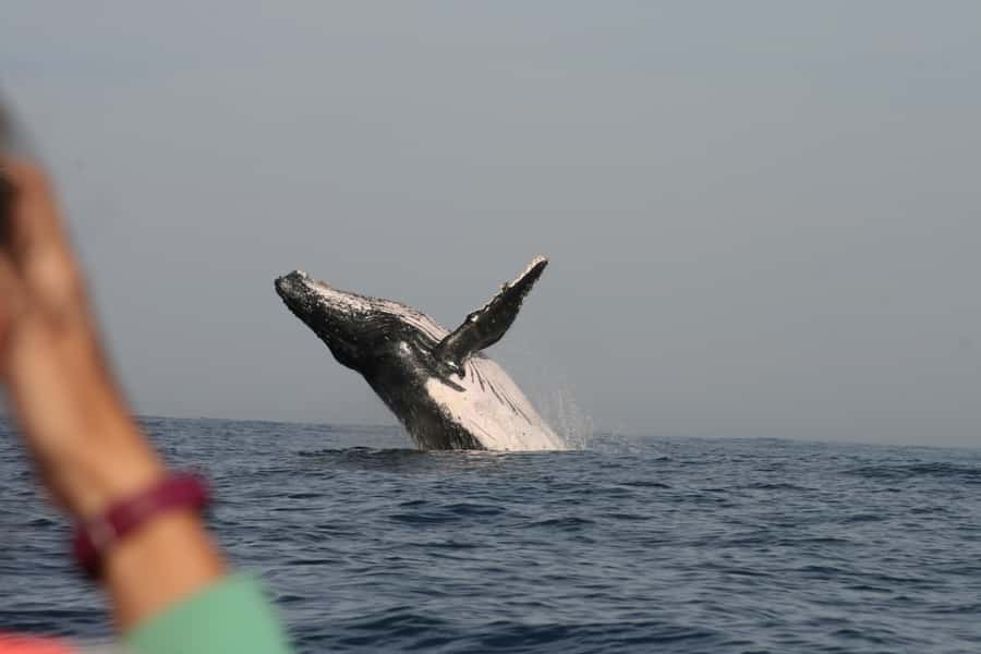 Plettenberg Bay: Whale-Watching Cruise - What to wear and how to prepare