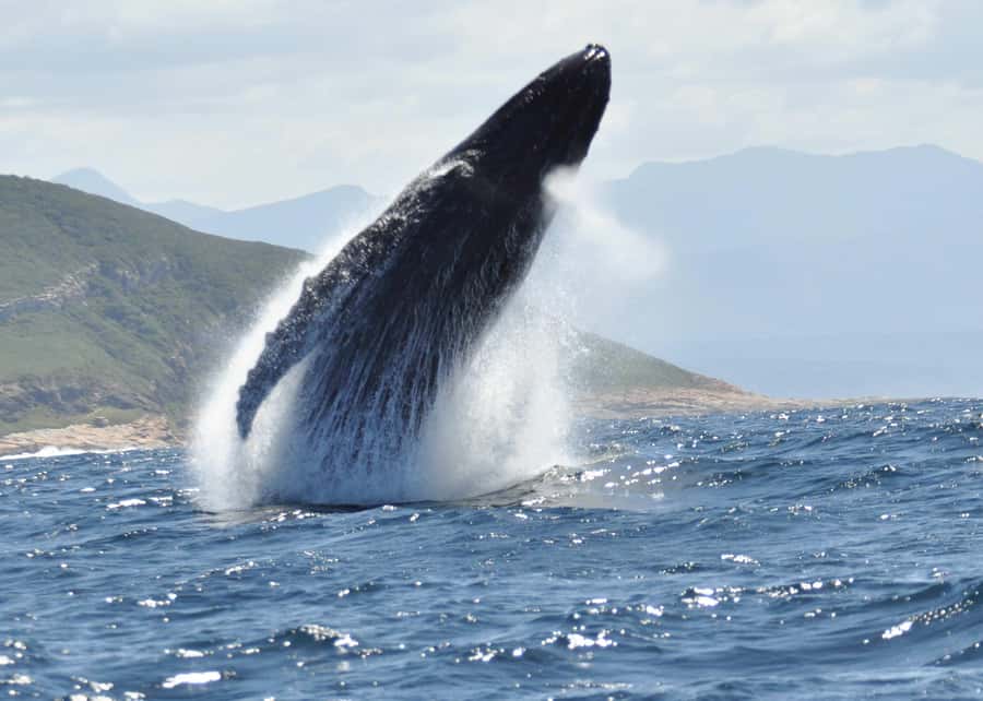Plettenberg Bay: Whale-Watching Cruise - Is the $77 price fair?
