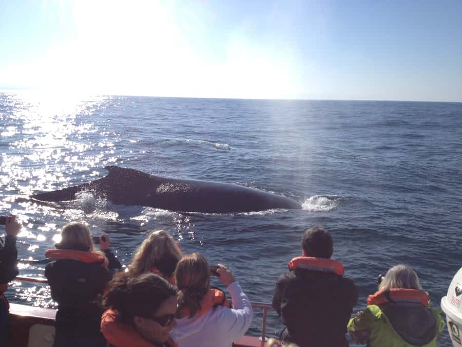 Plettenberg Bay: Whale-Watching Cruise - Who will enjoy this boat trip most?