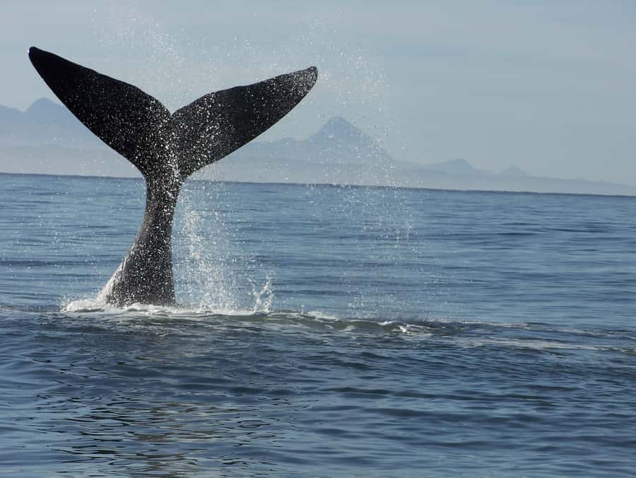 Plettenberg Bay: Whale-Watching Cruise - Meeting at Ocean Blue Adventures in the Milkwood Centre