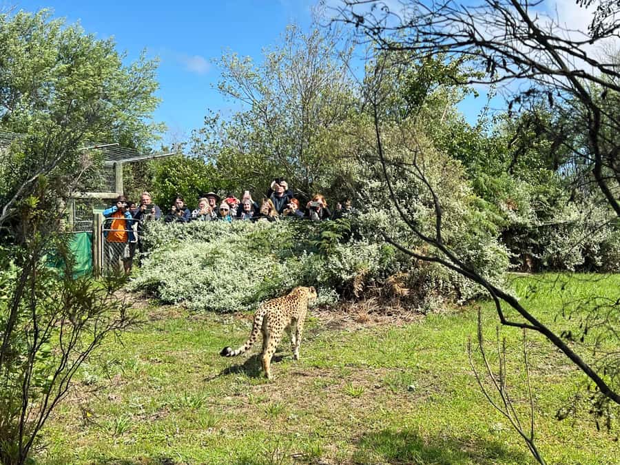 Plettenberg Bay: Wild Cat and Wildlife Guided Tour - What Tenikwa’s wild cat tour is really about