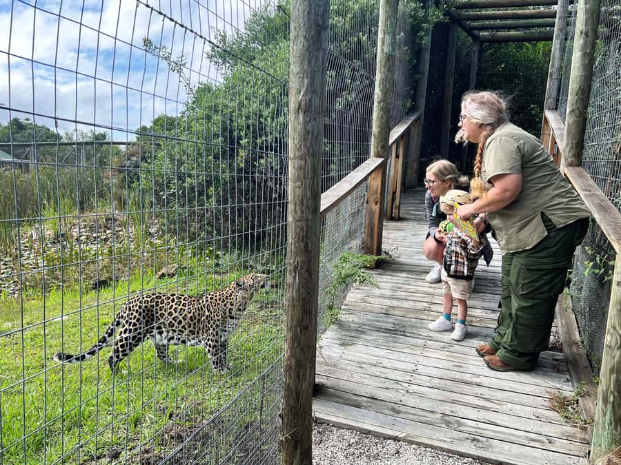 Plettenberg Bay: Wild Cat and Wildlife Guided Tour - The guides make the short visit count