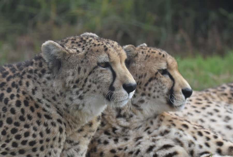 Plettenberg Bay: Wild Cat and Wildlife Guided Tour - Why the conservation message matters