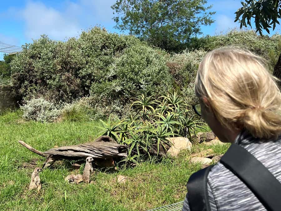 Plettenberg Bay: Wild Cat and Wildlife Guided Tour - Who should book this experience?