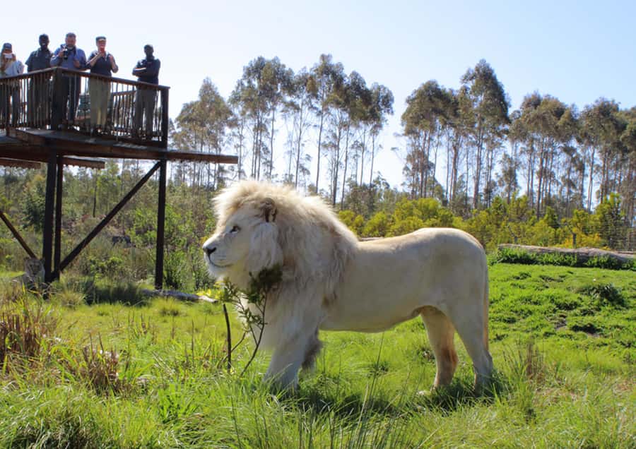 Plettenberg Bay: Wild Cat and Wildlife Guided Tour - A one-hour walk through the animal habitats