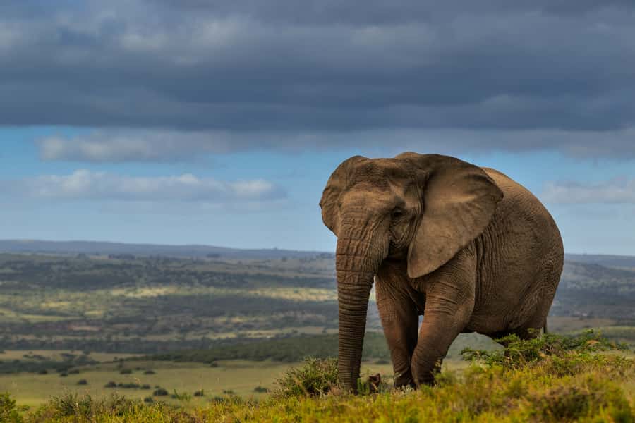 Port Elizabeth: 2-Day Addo Elephant Park Safari - Sundays River, dunes, and a slower second rhythm