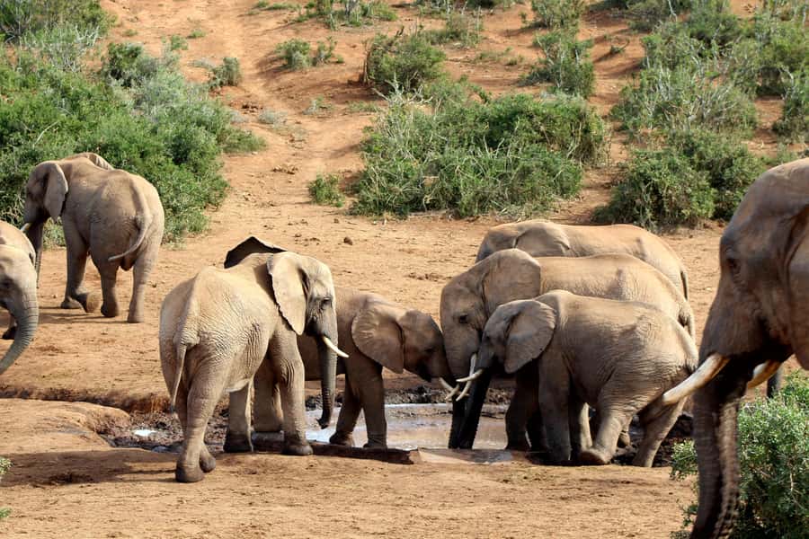 Port Elizabeth: 2-Day Addo Elephant Park Safari - What to bring and who should book