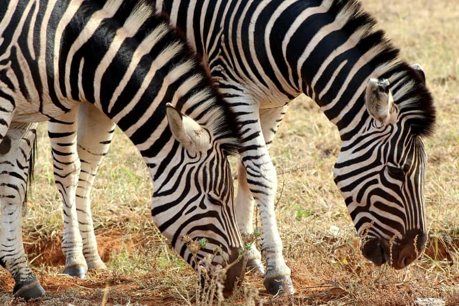 Port Elizabeth: 2-Day Addo Elephant Park Safari - Should you book this Addo safari?