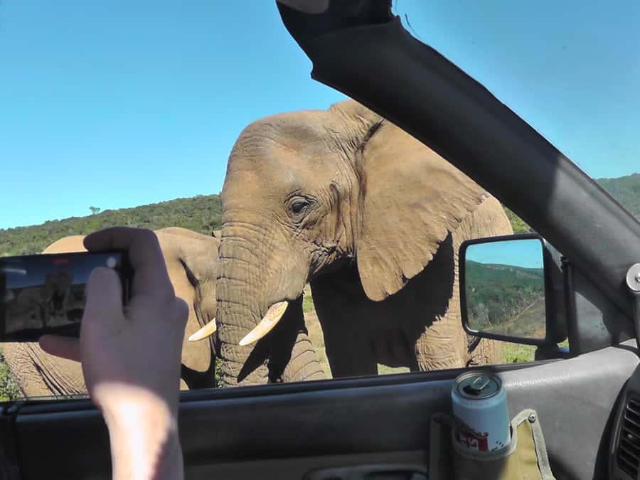 Port Elizabeth:2-Day Schotia Safaris & Addo Wildlife Reserve - Why this two-day safari works well