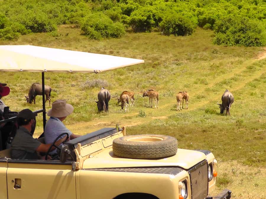 Port Elizabeth:2-Day Schotia Safaris & Addo Wildlife Reserve - Your first afternoon at Africanos Country Estate
