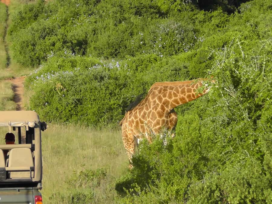 Port Elizabeth:2-Day Schotia Safaris & Addo Wildlife Reserve - The 4:30 pm sunset safari