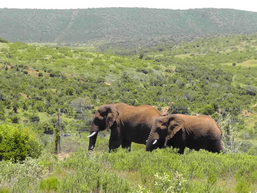 Port Elizabeth:2-Day Schotia Safaris & Addo Wildlife Reserve - Bush dinner under the evening sky
