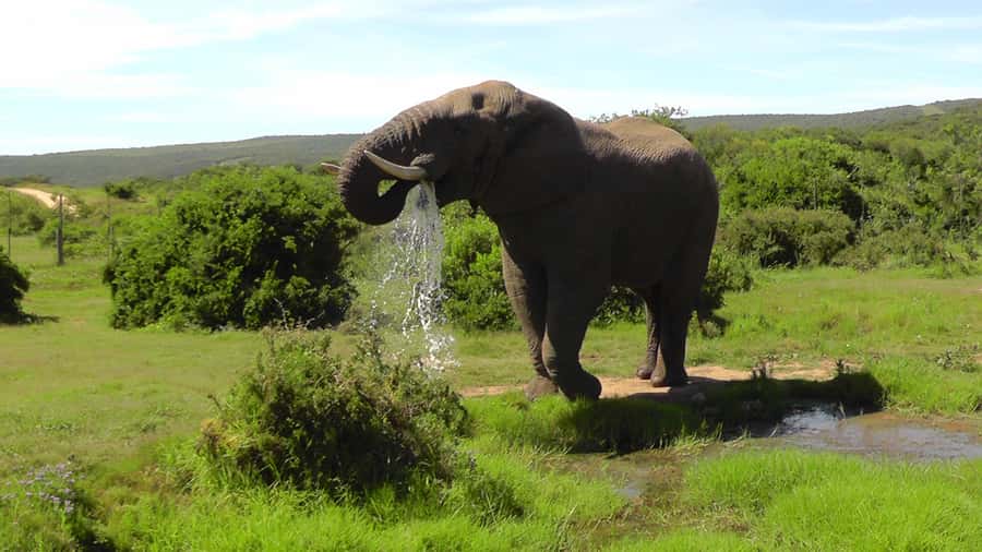 Port Elizabeth:2-Day Schotia Safaris & Addo Wildlife Reserve - The second day: Addo and Schotia