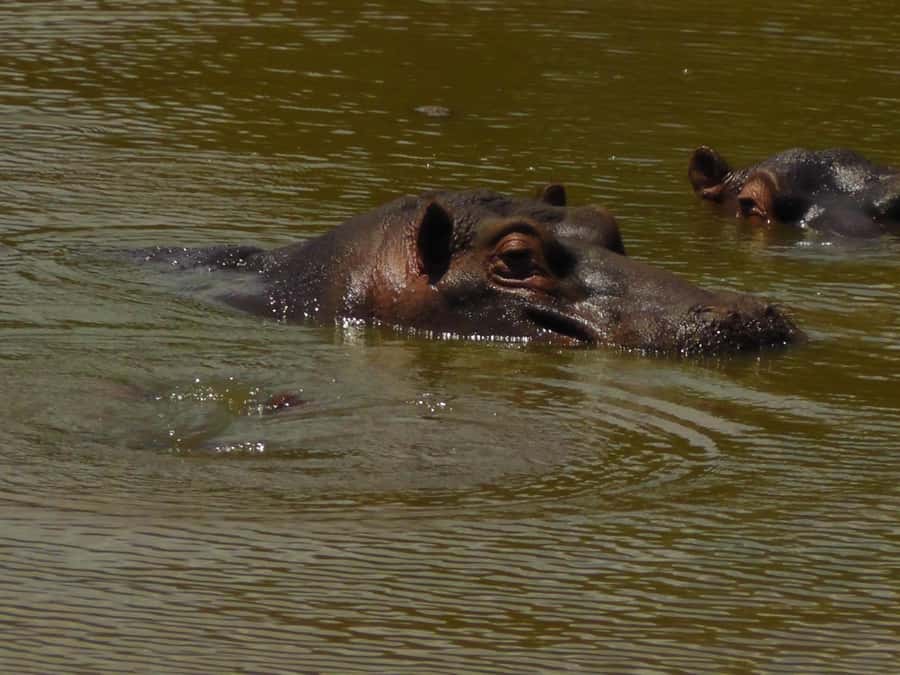 Port Elizabeth:2-Day Schotia Safaris & Addo Wildlife Reserve - The guides are a major part of the value