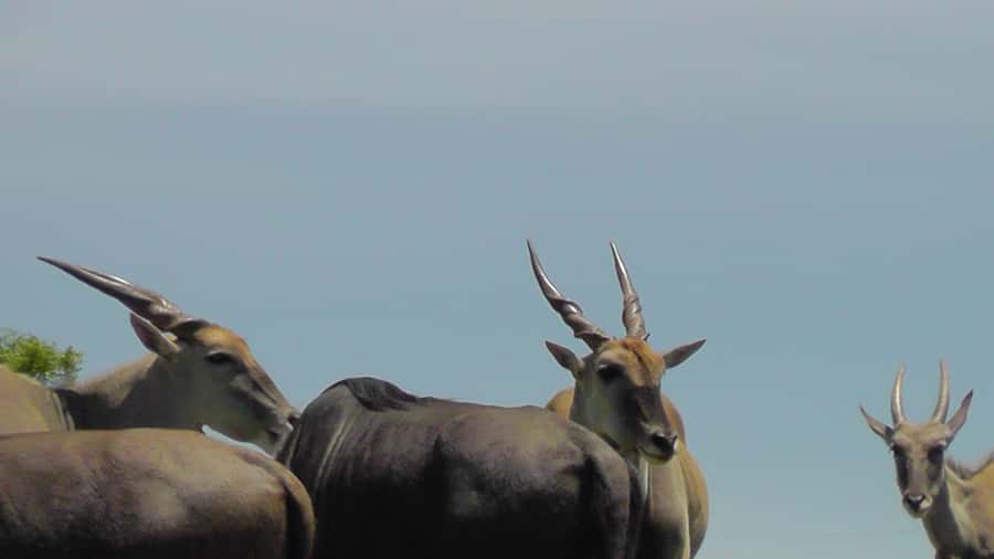 Port Elizabeth:2-Day Schotia Safaris & Addo Wildlife Reserve - Is $716 a fair price?