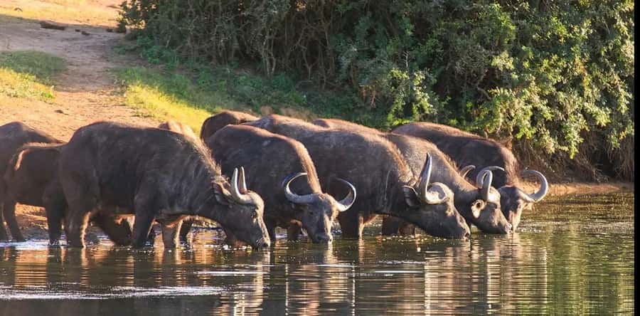 Port Elizabeth: 3-Day Addo Elephant National Park Safari - Why this three-day Addo safari works