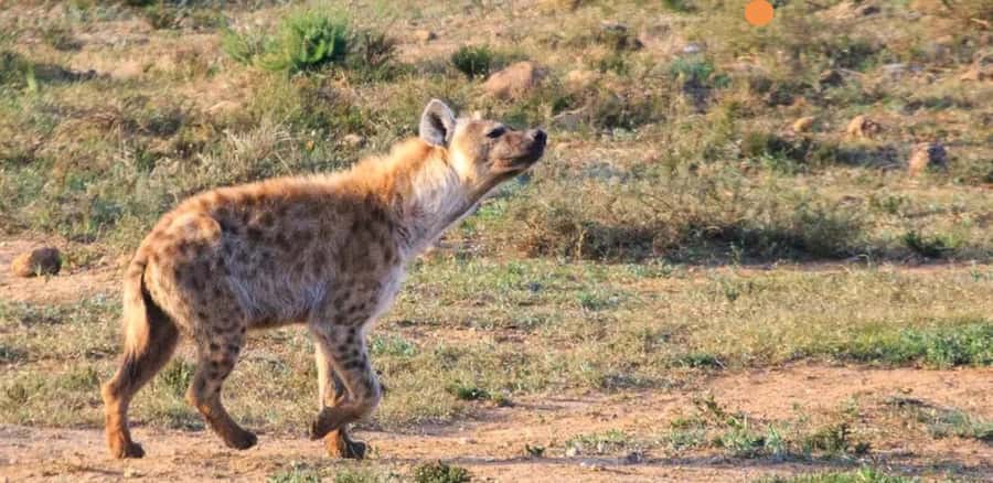 Port Elizabeth: 3-Day Addo Elephant National Park Safari - A full day inside Addo Elephant National Park