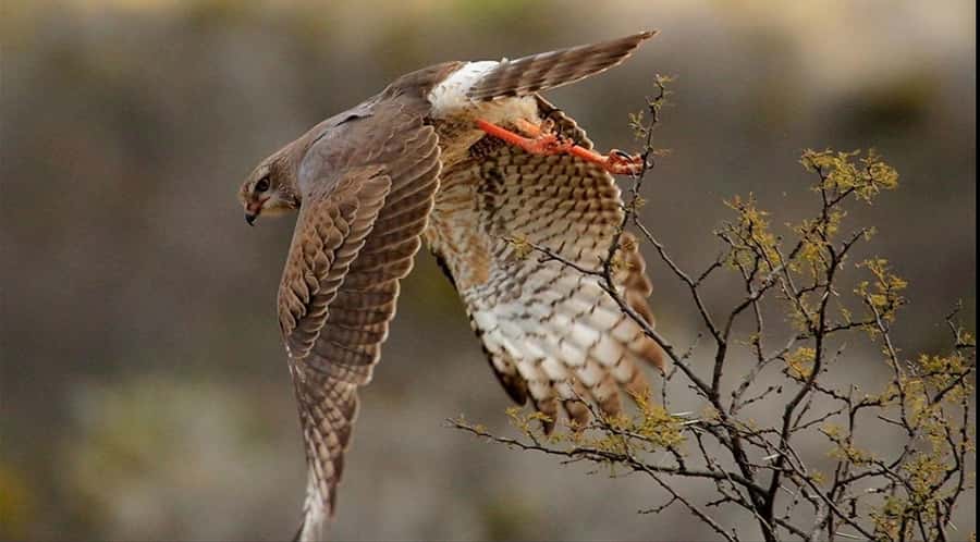 Port Elizabeth: 3-Day Addo Elephant National Park Safari - Finishing at Schotia for a Big Five safari