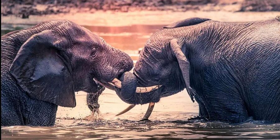 Port Elizabeth: 3-Day Addo Elephant National Park Safari - What the small group changes