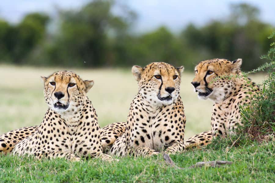 Port Elizabeth: 4x4 Wildlife Safari & City Sightseeing Tour - A city day that ends with real wildlife