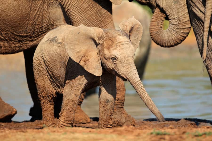 Port Elizabeth: Addo Elephant Park All-Inclusive Day Safari - Key points to know before you book
