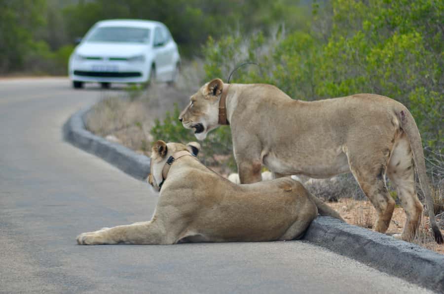 Port Elizabeth: Addo Elephant Park All-Inclusive Day Safari - Why Addo works so well for a day safari